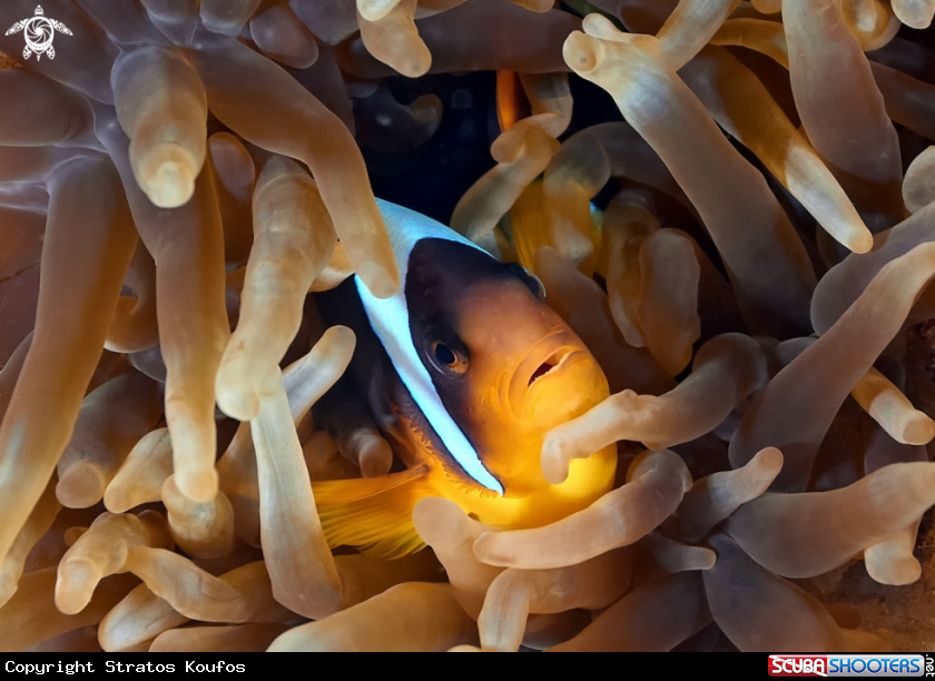 A underwater creature