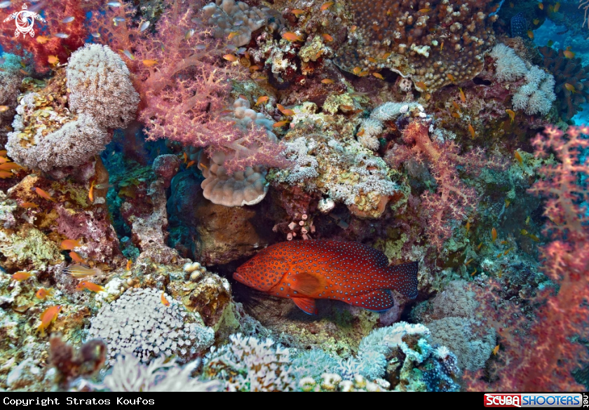 A underwater creature