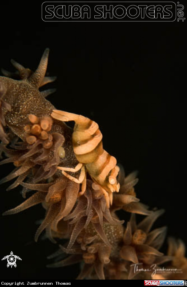 A Shrimp 