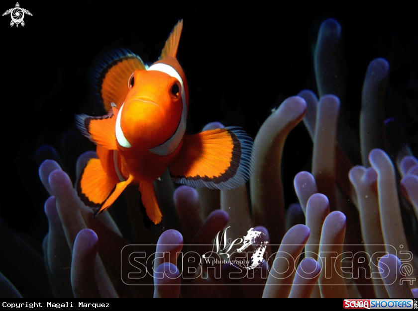 A Clownfish 