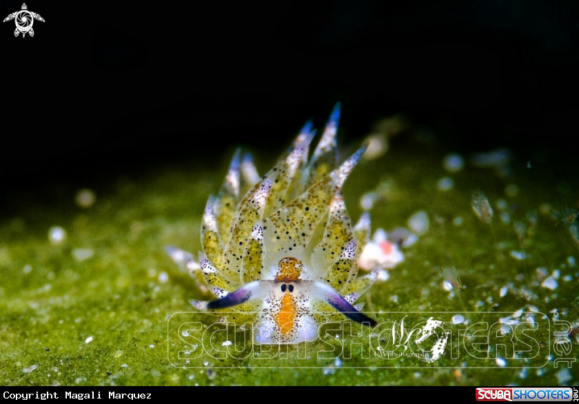 A Sheep Nudibranch 