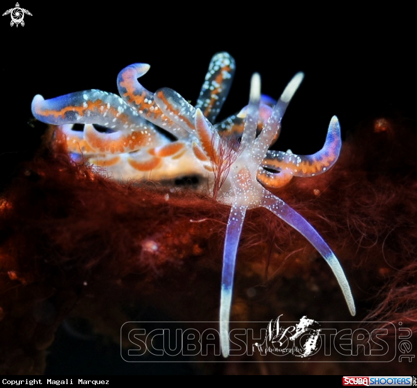 A Nudibranch 