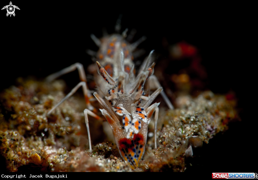 A Spiny Tiger Shrimp