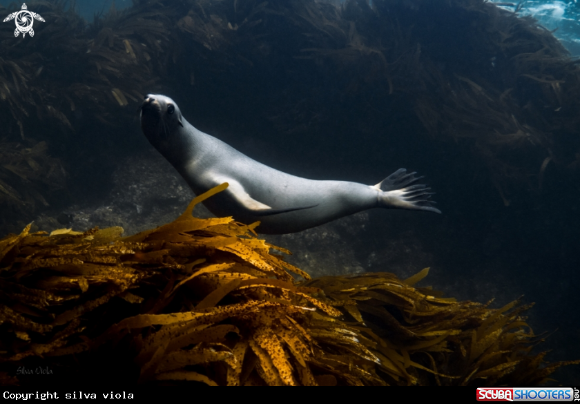 A California Sea Lion