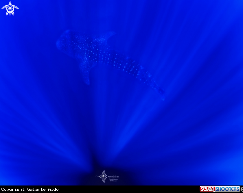A Whaleshark