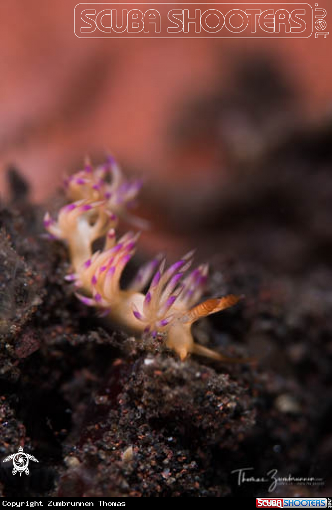 A Nudibranch 