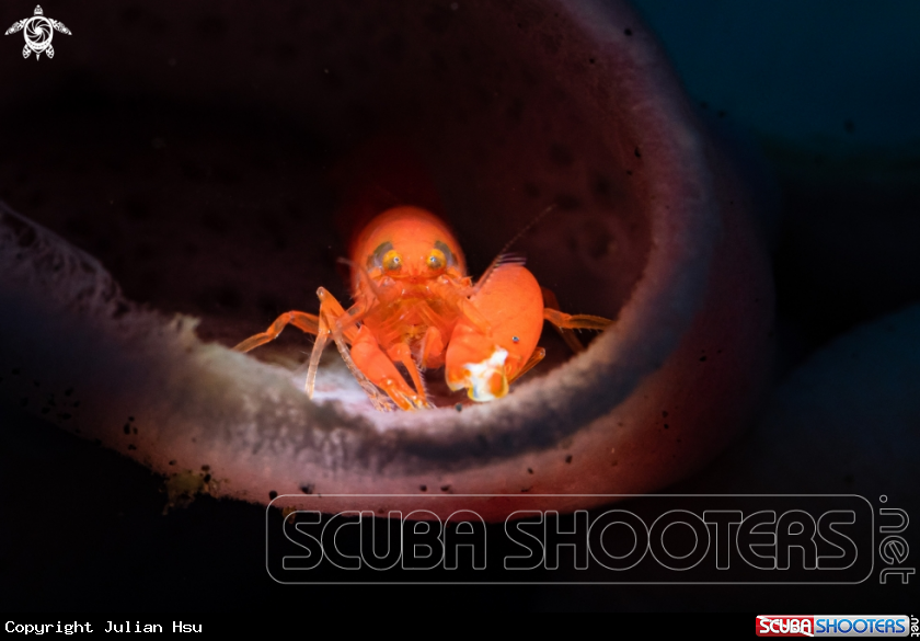 A Snapping shrimp
