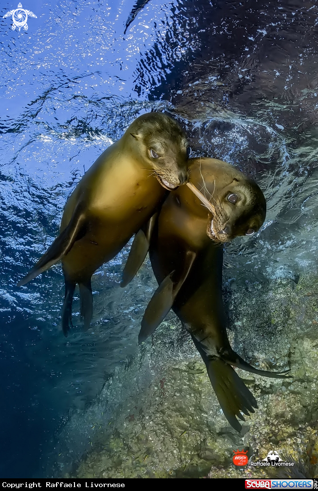 A Sealion