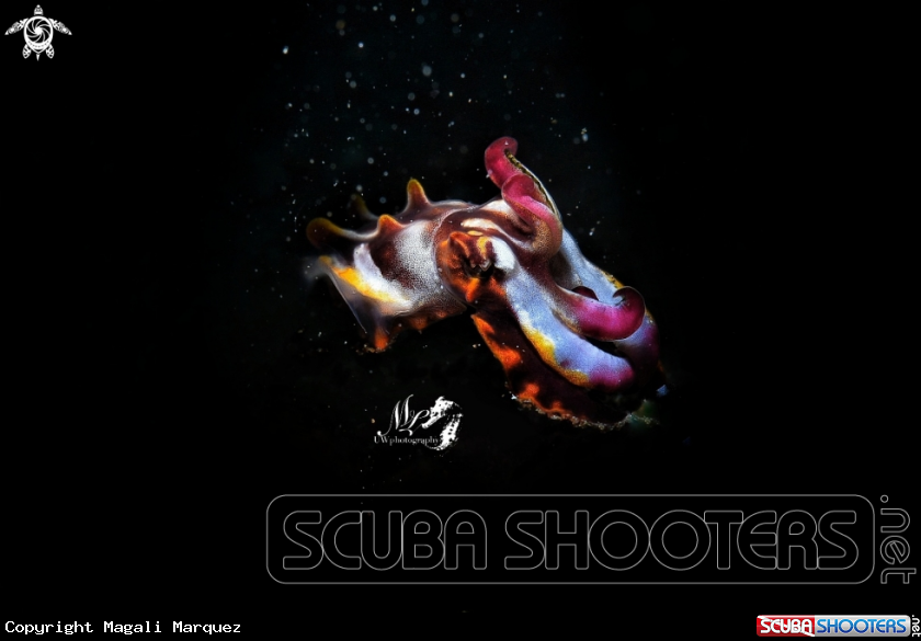 A Flamboyant cuttlefish 