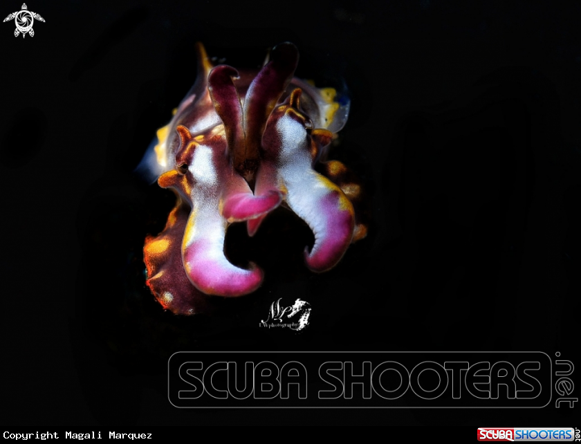 A Flamboyant cuttlefish 
