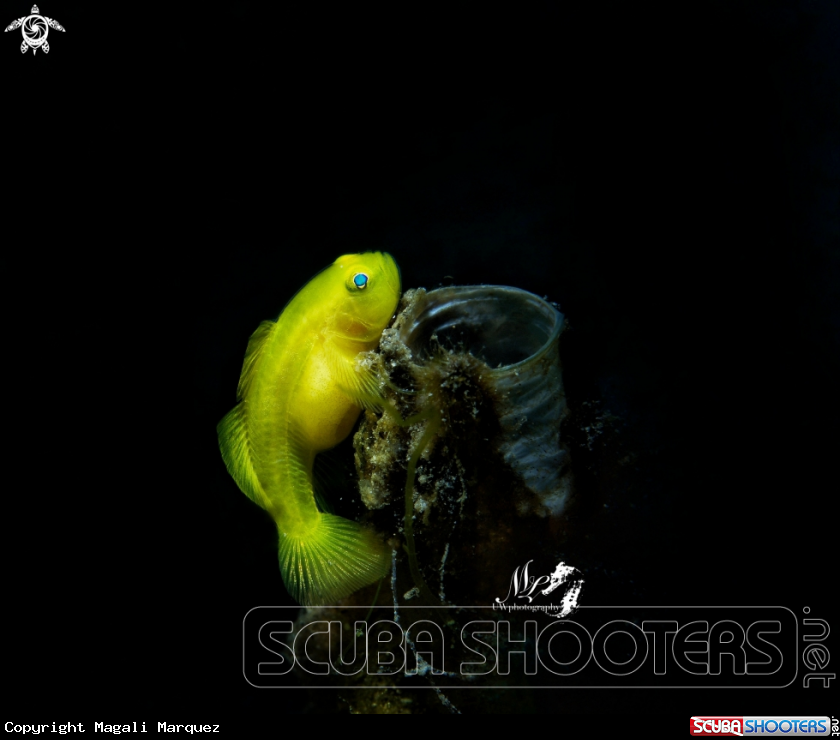 A Yellow Goby 