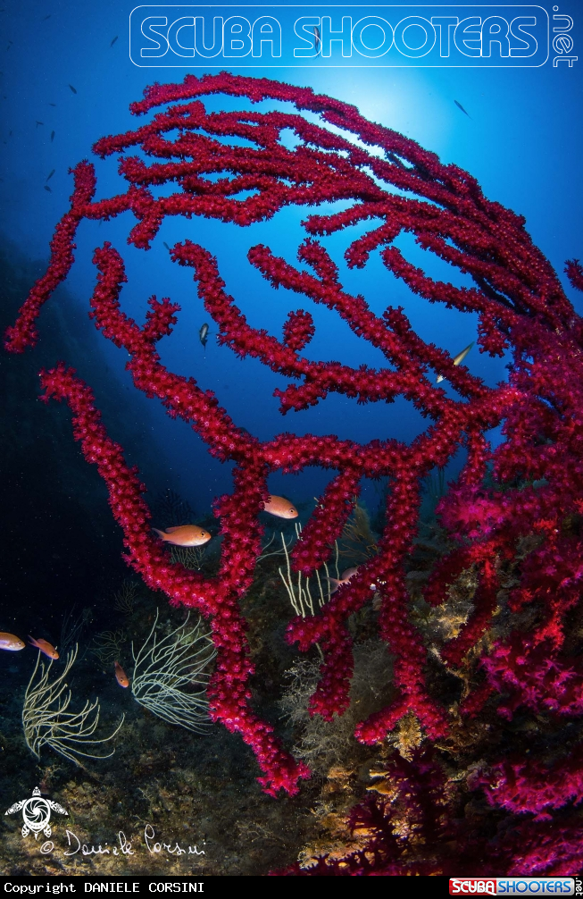 A Gorgonia rossa