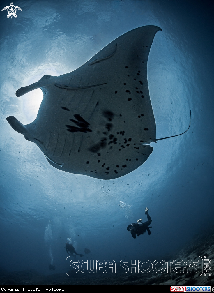 A Manta Ray
