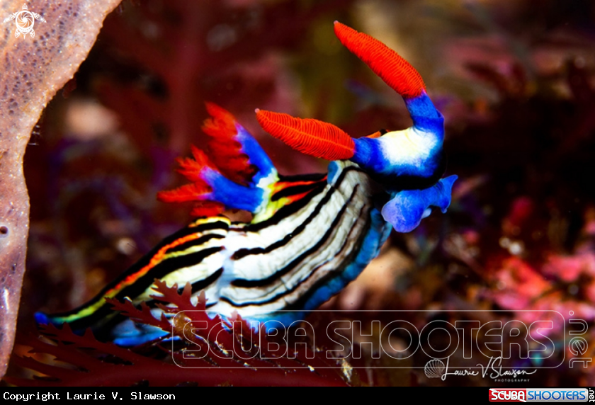 A Nembrotha sp. Undescribed