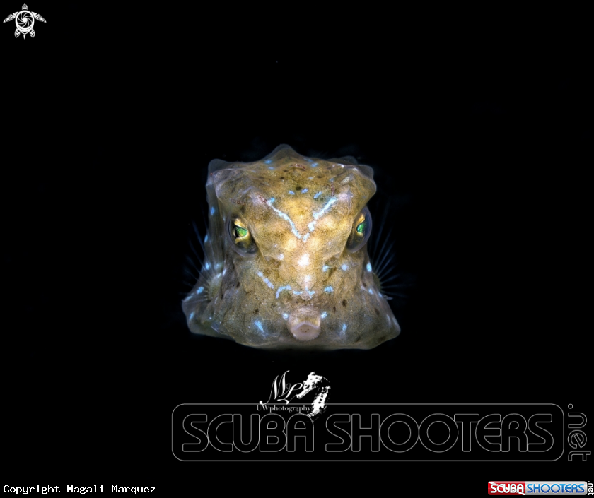 A Cubicus Boxfish