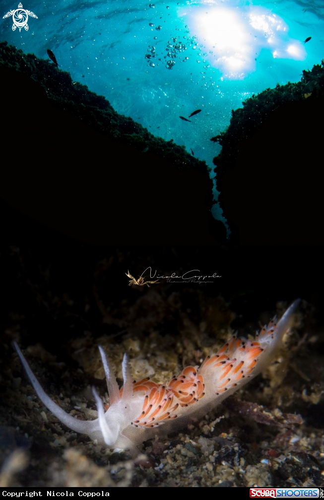 A nudi