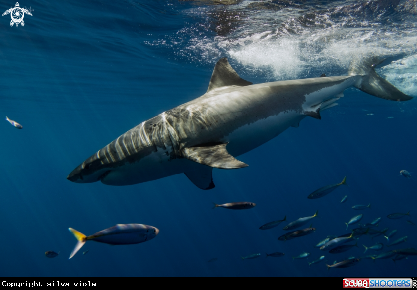 A Great White Shark