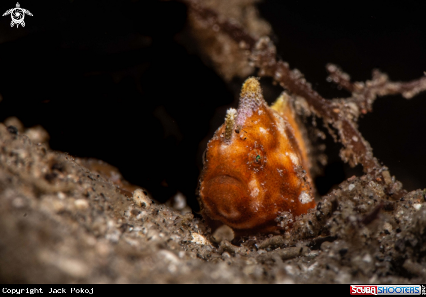 A Antennatus tuberosus