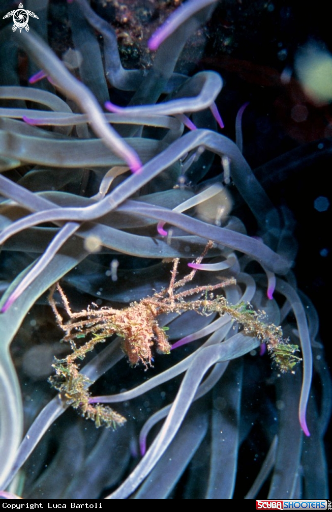 A crab