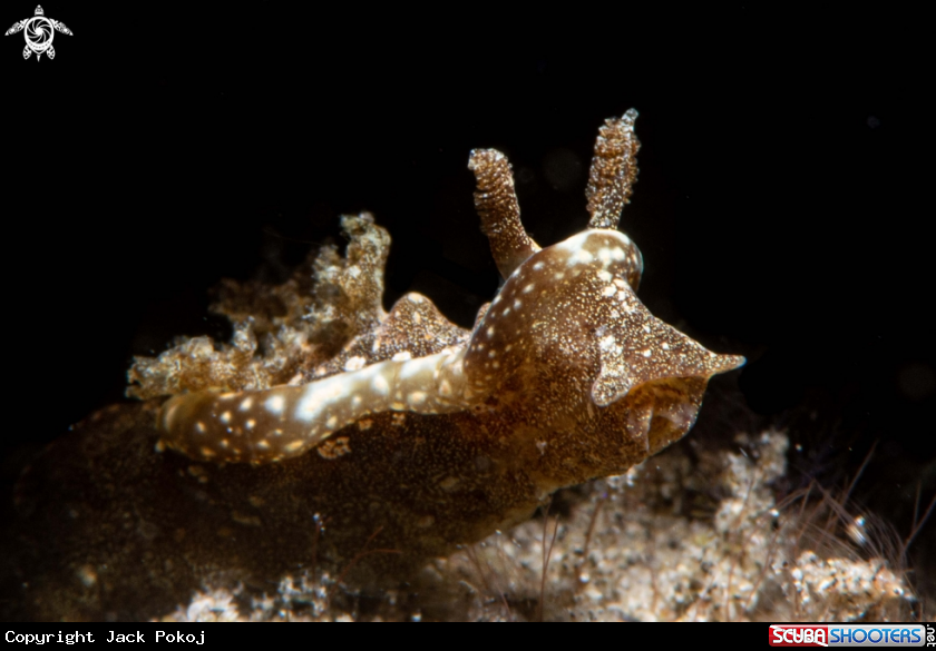 A Goniodoris joubini