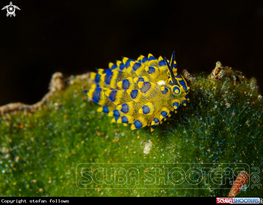 A Nudibranch