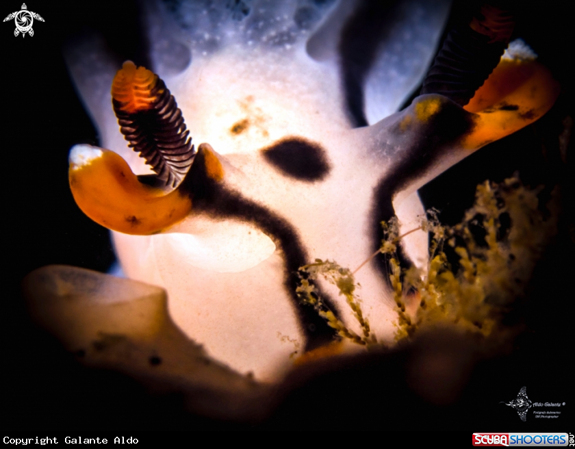 A Pikachu Nudibranch