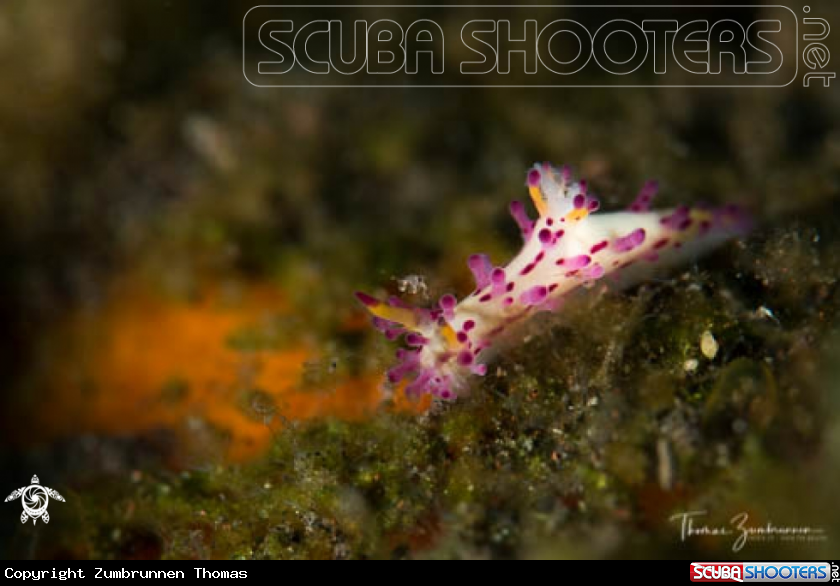 A Nudibranch 