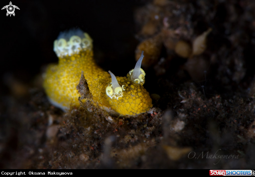 A Nudibranch Aegires flores 
