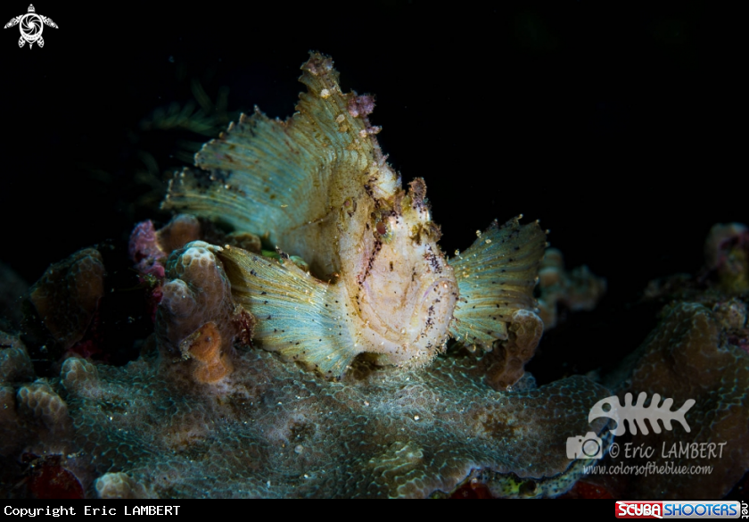 A frogfish