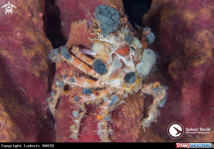 A Red Spider Crab