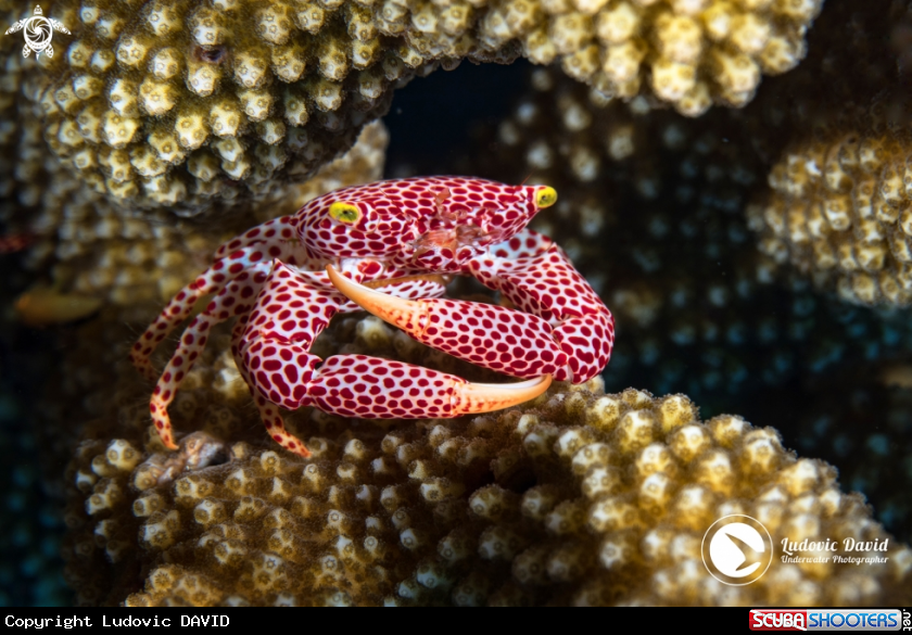 A Rust-Spotted Guard Crab