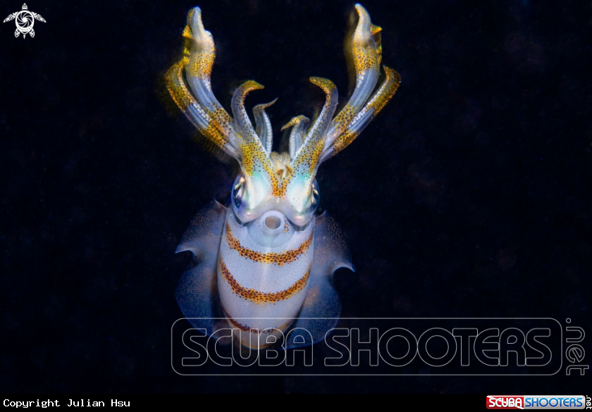 A Bigfin reef squid