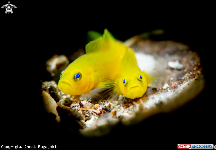 A Yellow Coral Goby