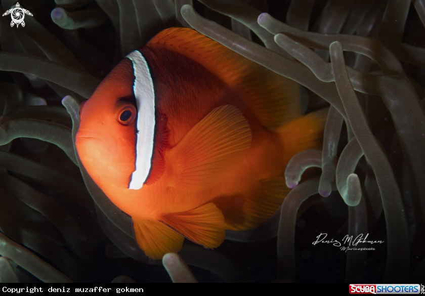 A Amphiprion frenatus male