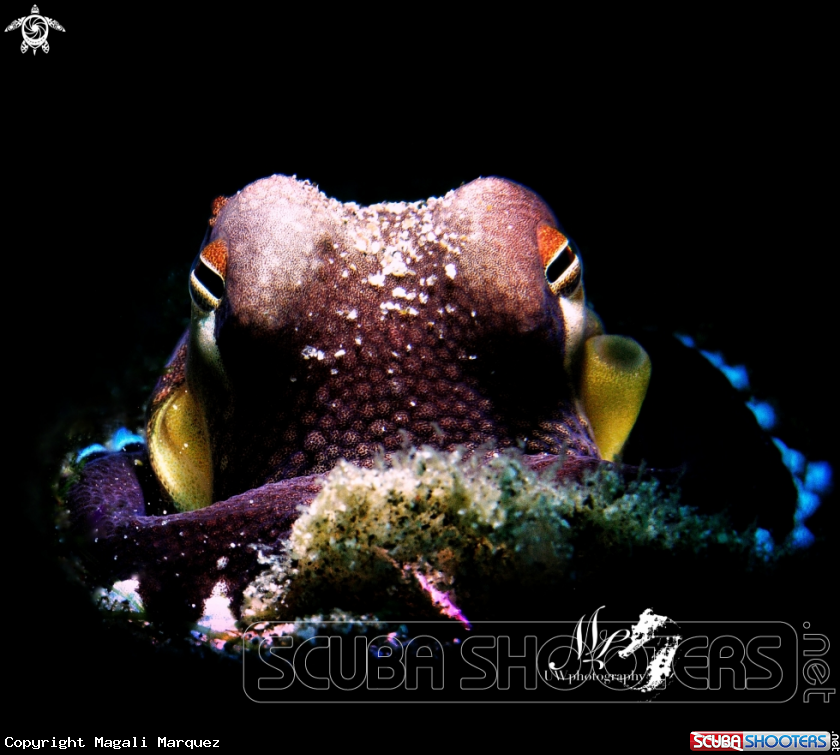 A Coconut octopus 