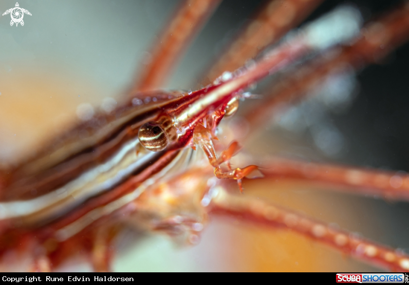 A Arrow crab