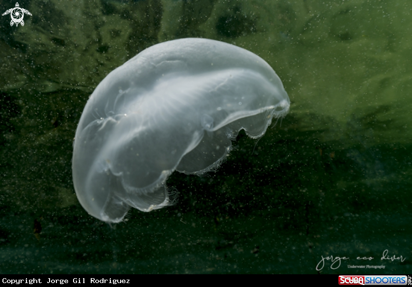 A Jelyfish