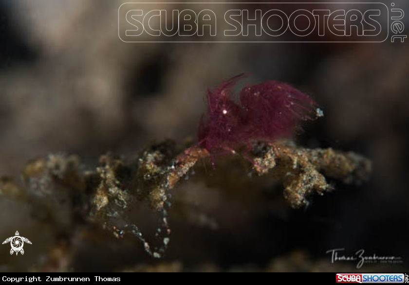 A Hairy Shrimp 
