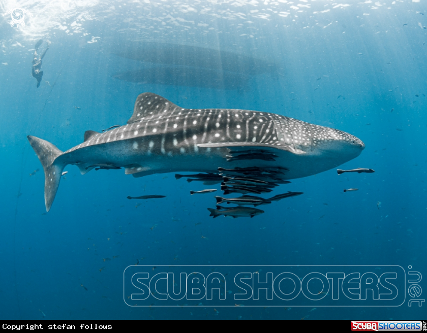 A Whale Shark