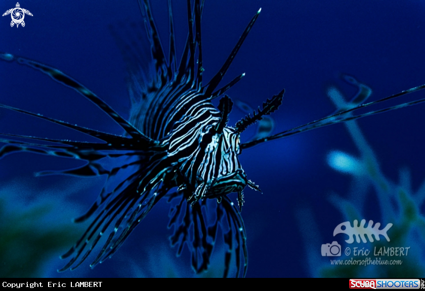 A Lionfish