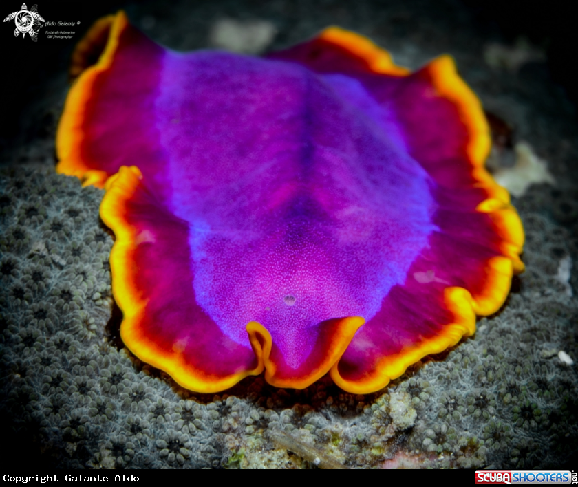 A Flatworm