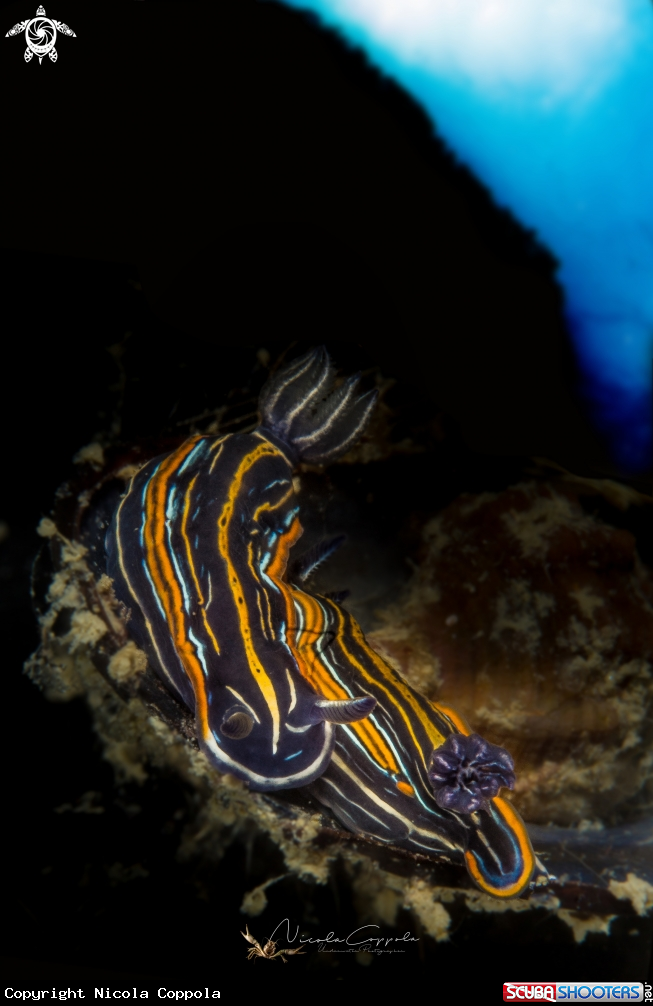 A nudi