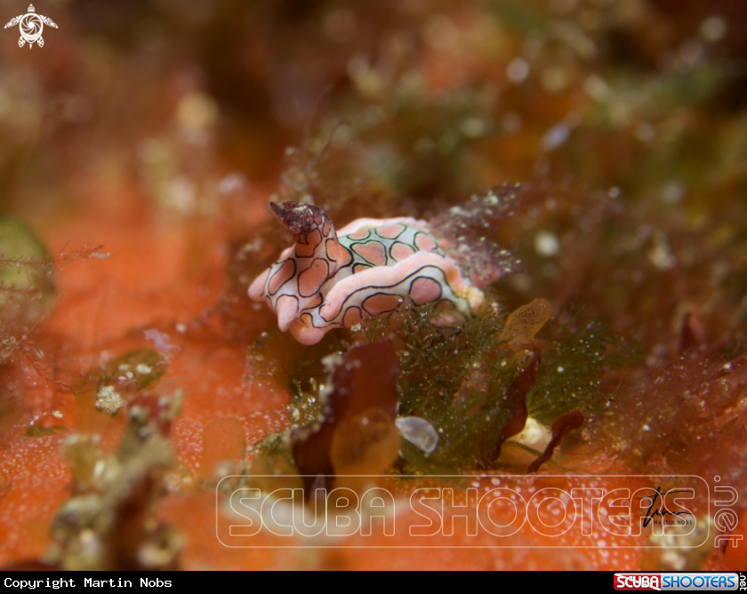 A Psychedelic Batwing Slug