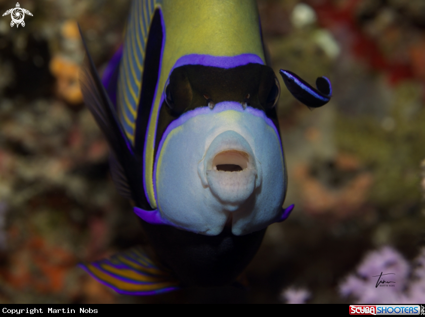 A Emperor Angelfish with Bluestriped Cleanerwrasse