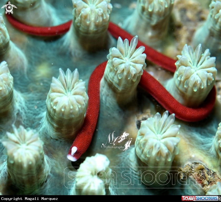 A Braun's pughead pipefish