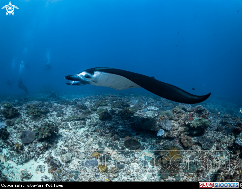A Manta Ray