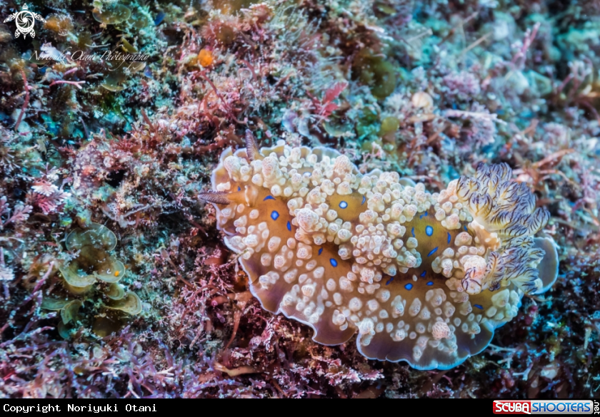 A Nudibranch
