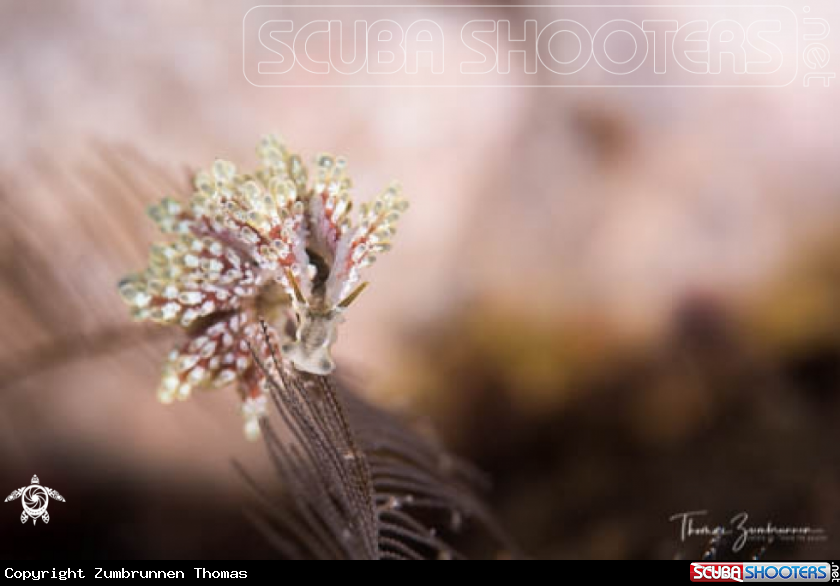 A Nudibranch 