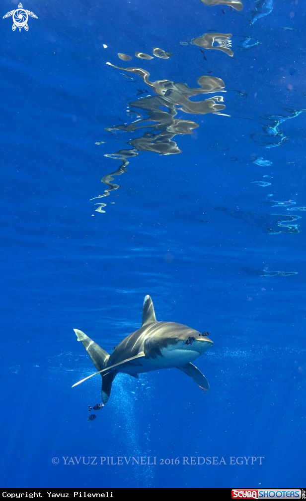 A Longimanus shark