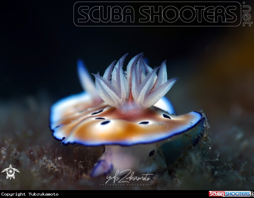 A Chromodoris